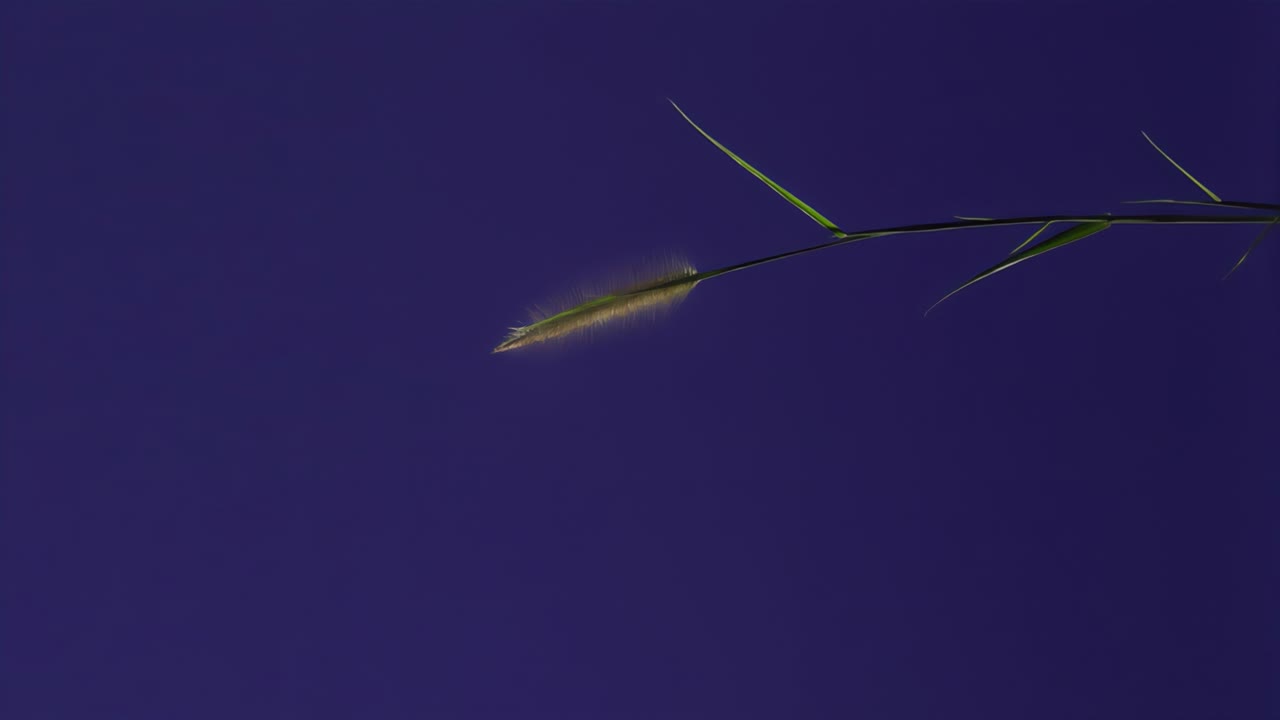 파란 스크린 배경으로 지상 식물