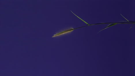 ground plant with blue screen background