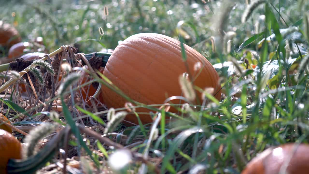 calabaza grande en un campo con el sol saliendo detrás de ella y el rocío brillando sobre la piel naranja, mientras la muñeca se mueve hacia la izquierda