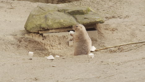 cute-Prairie-Dog-eating-scattered-food