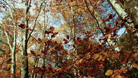 dry and yellow leaves in autumn season in the italian mountains
