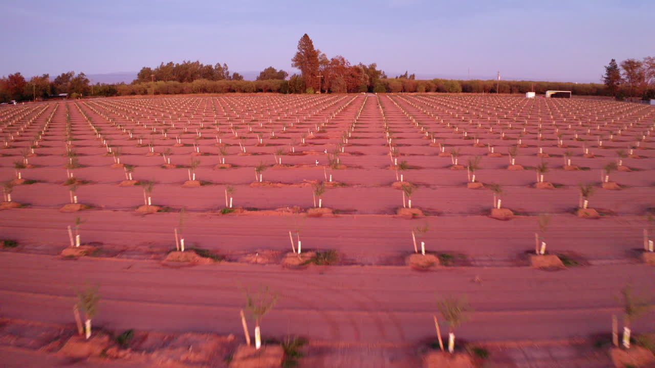 Rows of Young Trees in an Agricultural Field at Sunset
