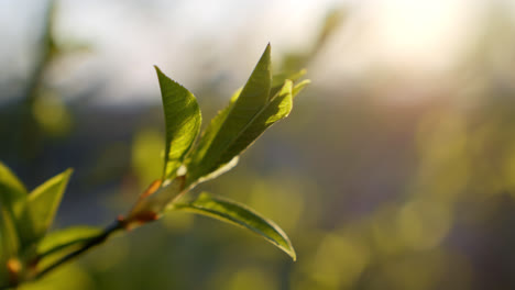 fresh spring leaves in the morning sun