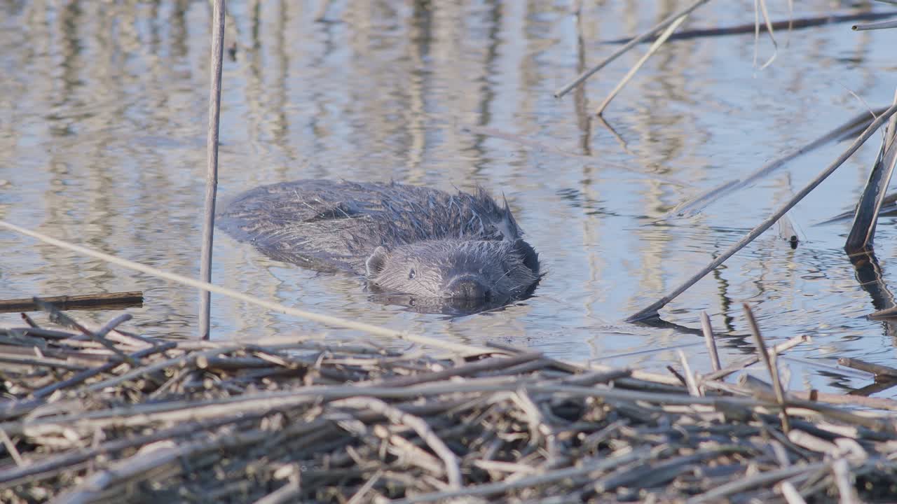 castor salvaje nadando en el lago y haciendo salpicaduras