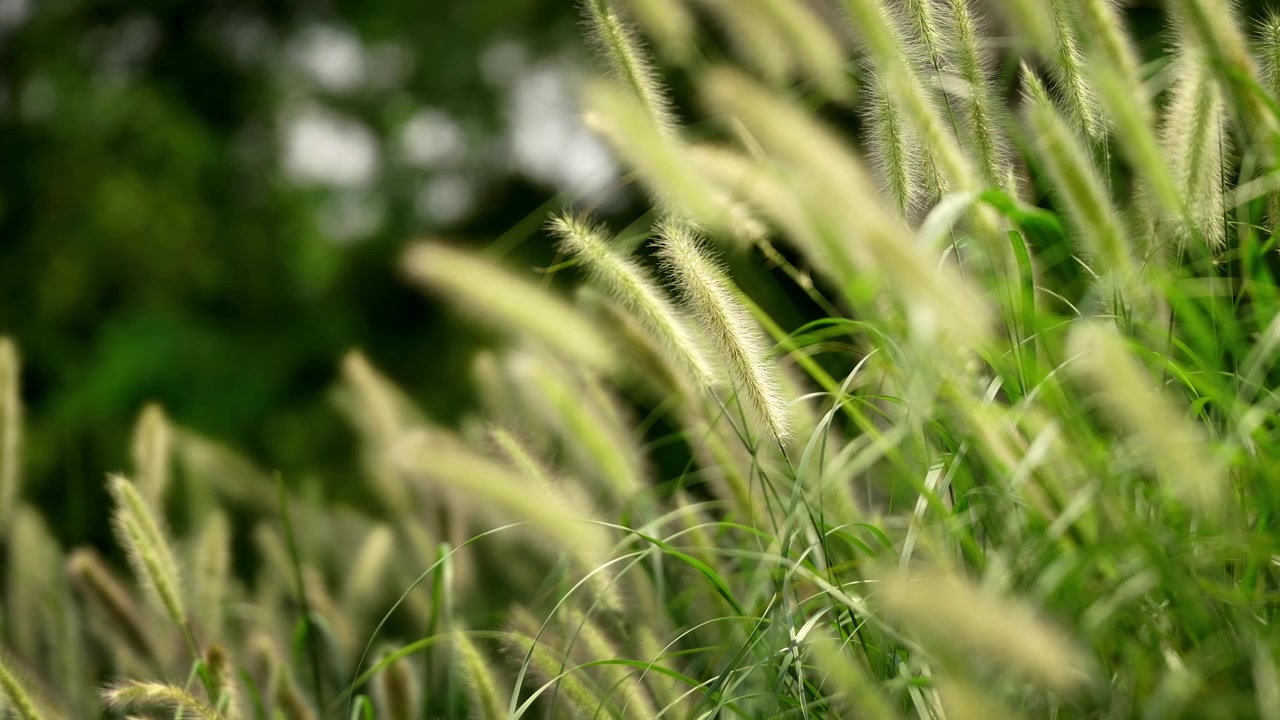 Primo piano cinematografico di Pennisetum in una giornata di sole splendente (4K25p)