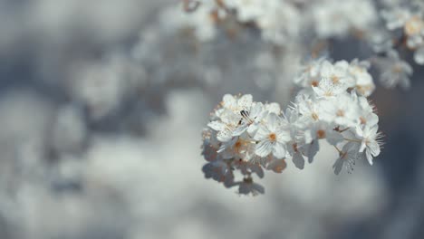 among the cherry tree blossoms, a bee is visible, actively gathering nectar