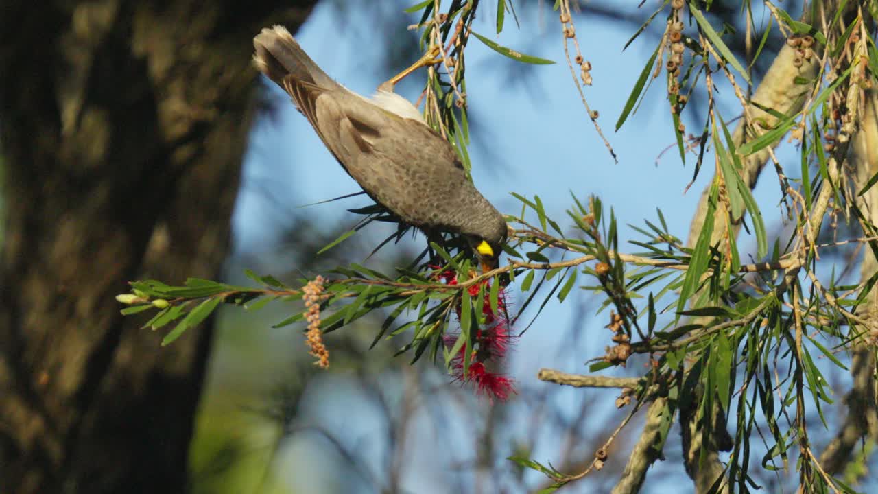 dos ruidosos pájaros mineros se alimentan de néctar de flores de cepillo de botella en australia luego uno vuela lejos