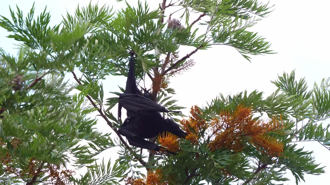 Primo piano di una volpe volante nera (Pteropus alecto) appesa a testa in giù su una quercia sericea, intenta a nutrirsi del nettare dei fiori
