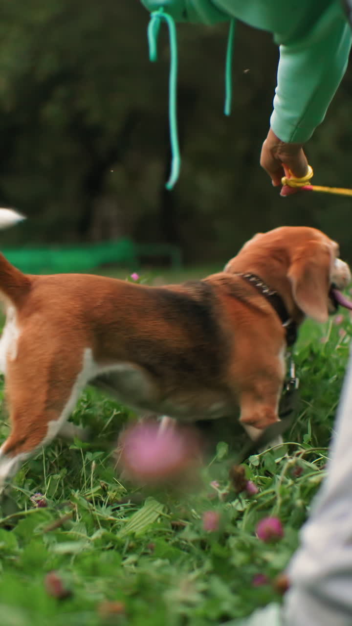 Un cane si diverte a giocare con un giocattolo in un campo soleggiato, un cane interagisce felicemente con un giocattolo in un ambiente luminoso, un cane pieno di energia gioca con entusiasmo con una palla in un paesaggio erboso e soleggiato