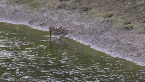 Große-Bekassine-Watender-Vogel,-Der-Im-Wasser-Eines-Großen-Teichs-Nach-Nahrung-Sucht