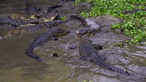 crocodiles swimming in muddy pond in barnacles crocodile farm, indonesia - handheld shot