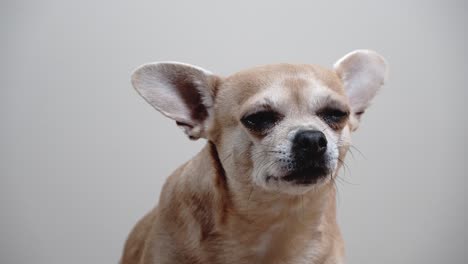 el retrato de un adorable chihuahua marrón claro