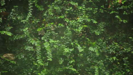 Pared-Viviente-Llena-De-Plantas-De-Unión-De-Madera-Verde-Bajo-La-Lluvia