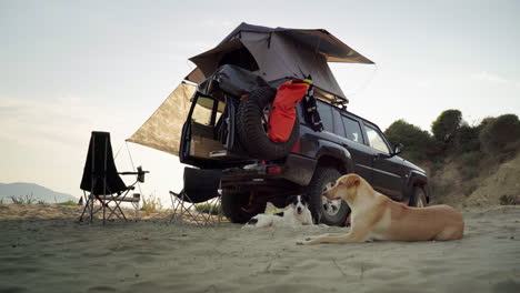 Two-dogs-lying-down-in-front-of-a-car