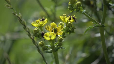 Faszinierende-Nahaufnahme-Zahlreicher-Fliegen,-Die-Pollen-Auf-Weinrautenblüten-Sammeln,-Und-Zeigt-Die-Lebenswichtige-Interaktion-Im-Ökosystem-Der-Natur