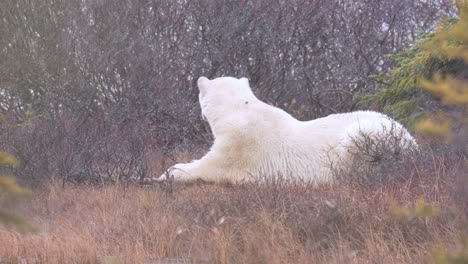 Slow-motion-snow-and-polar-bear-resting-amongst-the-sub-arctic-brush-and-trees-of-Churchill,-Manitoba