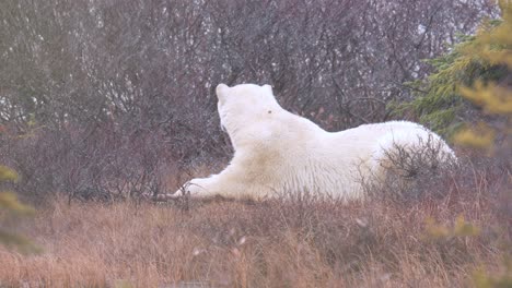 nieve en cámara lenta y oso polar descansando entre el cepillo subártico y los árboles de churchill, manitoba