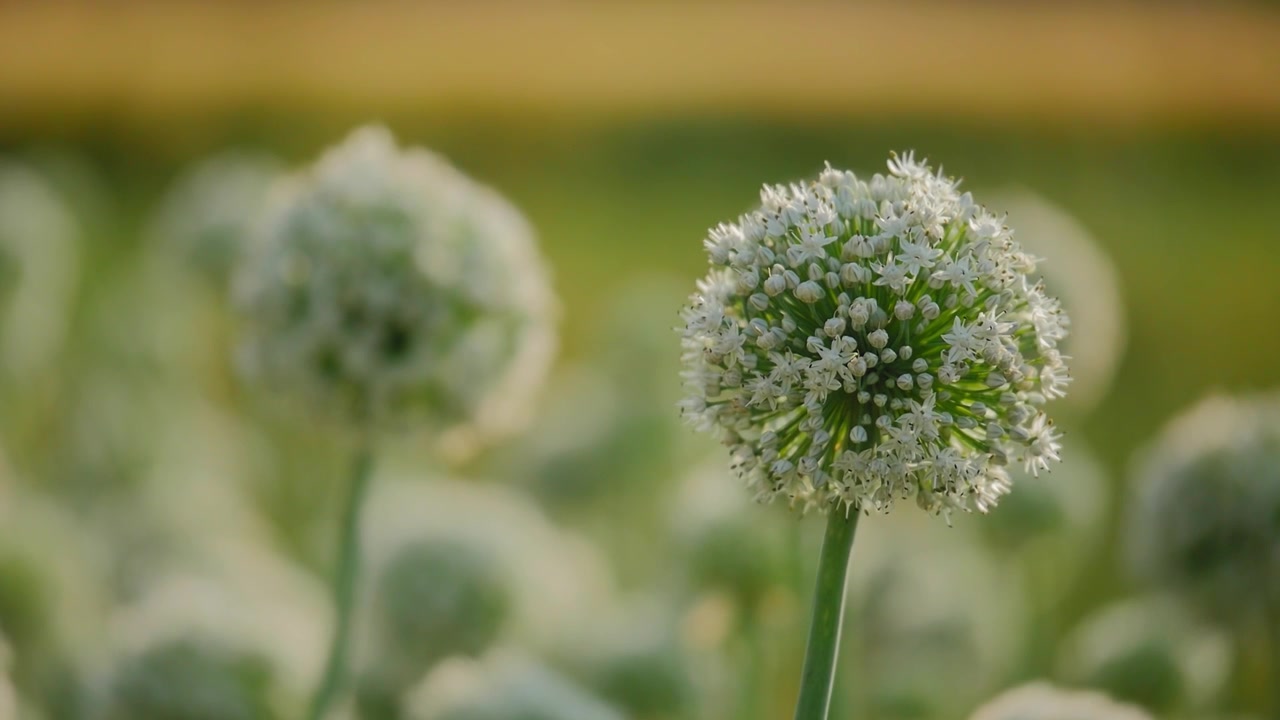 Makrofoto af en hvid løgblomst, der blomstrer på en grøn stilk med en blød sløret baggrund, sart blomstertekstur, naturligt landbrugsmiljø og varmt aftenlys!