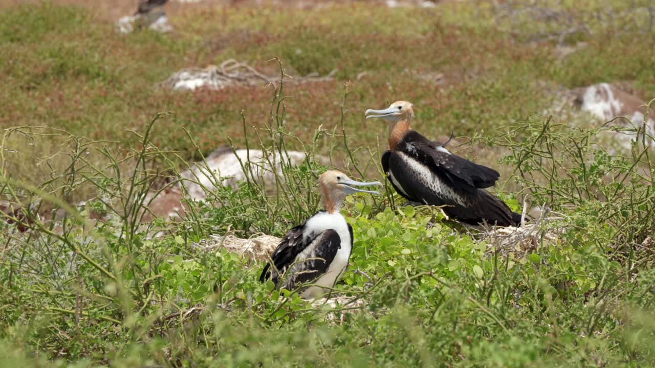 Two juvenile great frigatebird sit amongst the rocks and grass whilst trying to cool down in the hot sun on North Seymour Island near Santa Cruz in the Gal&aacute;pagos Islands