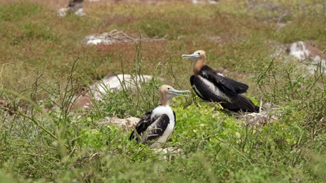 Dos-Grandes-Fragatas-Juveniles-Se-Sientan-Entre-Las-Rocas-Y-La-Hierba-Mientras-Intentan-Refrescarse-Bajo-El-Sol-En-La-Isla-Seymour-Norte,-Cerca-De-Santa-Cruz,-En-Las-Islas-Galápagos.