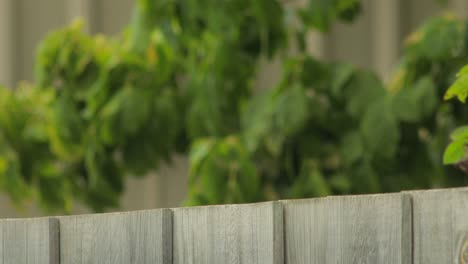 Mudlark-Bird-On-Fence-Flies-Away-Australia-Maffra-Gippsland-Victoria-Daytime