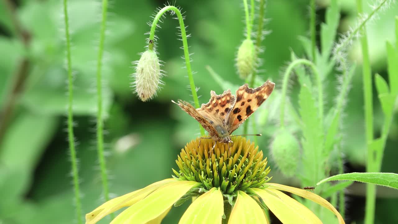 Comma butterfly feeding on a yellow coneflower with poppy buds behind