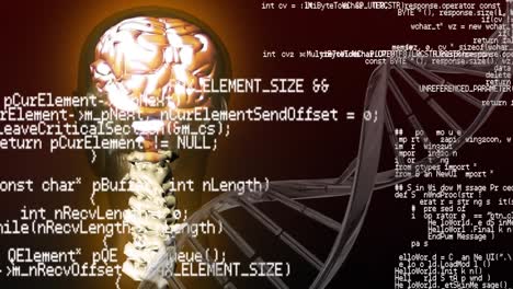 Human anatomy and interface codes