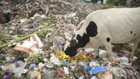 pollution concept, garbage pile in trash dump or landfill in india, cruelty for animals, pollution and human waste, cow eating plastic from garbage