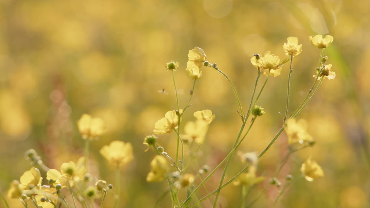 los insectos revolotean entre las vibrantes flores silvestres amarillas en el prado del campo, la naturaleza de verano
