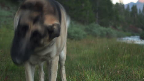 un perro pastor alemán se para y camina hacia la cámara y se sienta de nuevo - parque nacional de yosemite