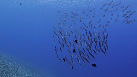 Underwater-shot-wide,-barracuda-swimming-in-blue-ocean