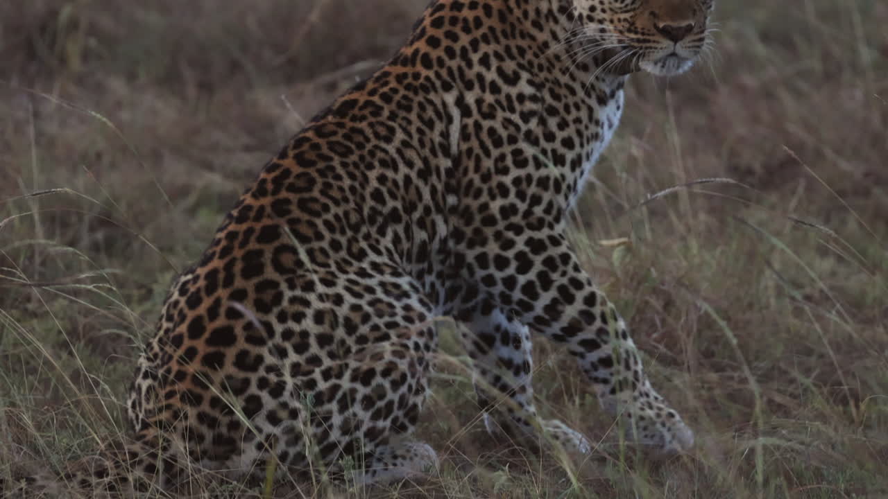 leopardo tendido en el suelo jadeando en el parque nacional reina isabel, uganda