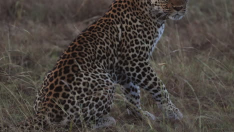 Leopardo-Tirado-En-El-Suelo-Jadeando-En-El-Parque-Nacional-Reina-Elizabeth,-Uganda