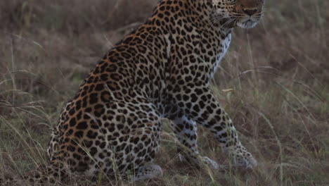 Leopard-laying-on-the-ground-panting-in-Queen-Elizabeth-National-Park,-Uganda