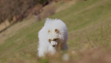 samoyed and shetland sheepdog playing joyfully on a mountain field, surrounded by stunning alpine views and clear skies