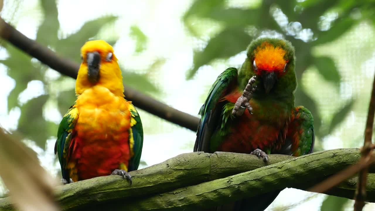 Sun cornure parrots yellow and green parrots are raise