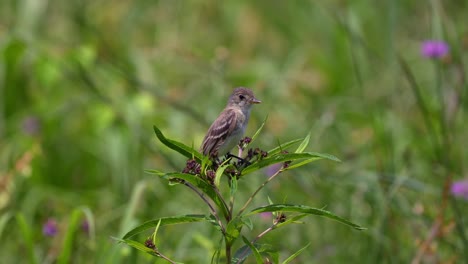 a willow flycatcher perched on a weed stalk looking around