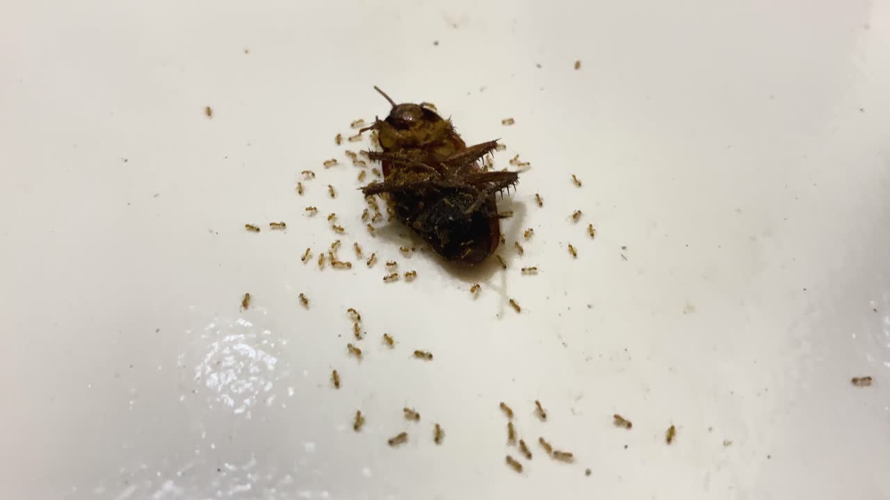 Dead Cockroach Eaten By Red Ants On The Floor - Close Up