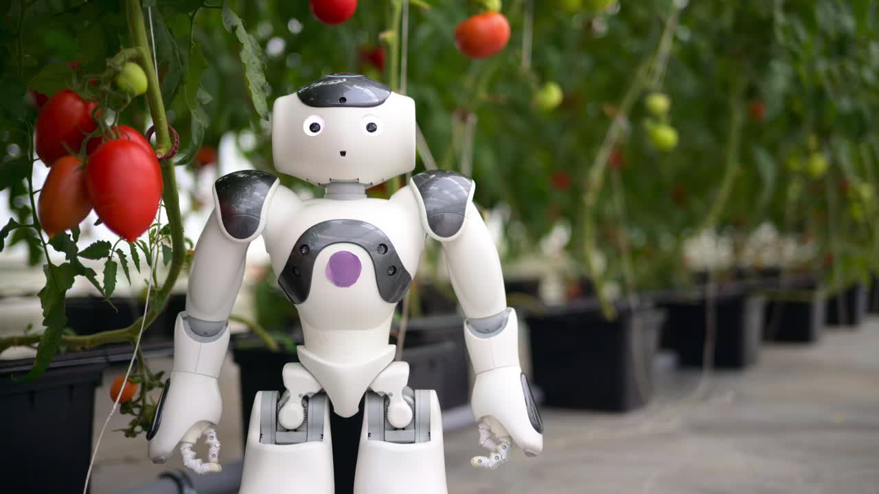 Humanoid robot standing near rows of tomatoes in a greenhouse farm