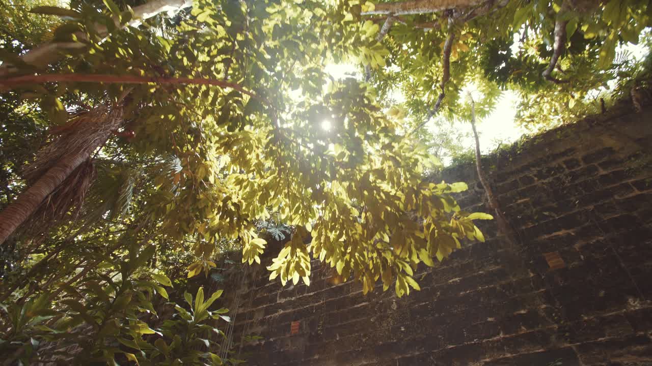 버뮤다 요새 해밀턴, 요새 벽, 열대 잎, 야자수, 덩굴, 렌즈 플레어가 있는 밝고 화창한 날