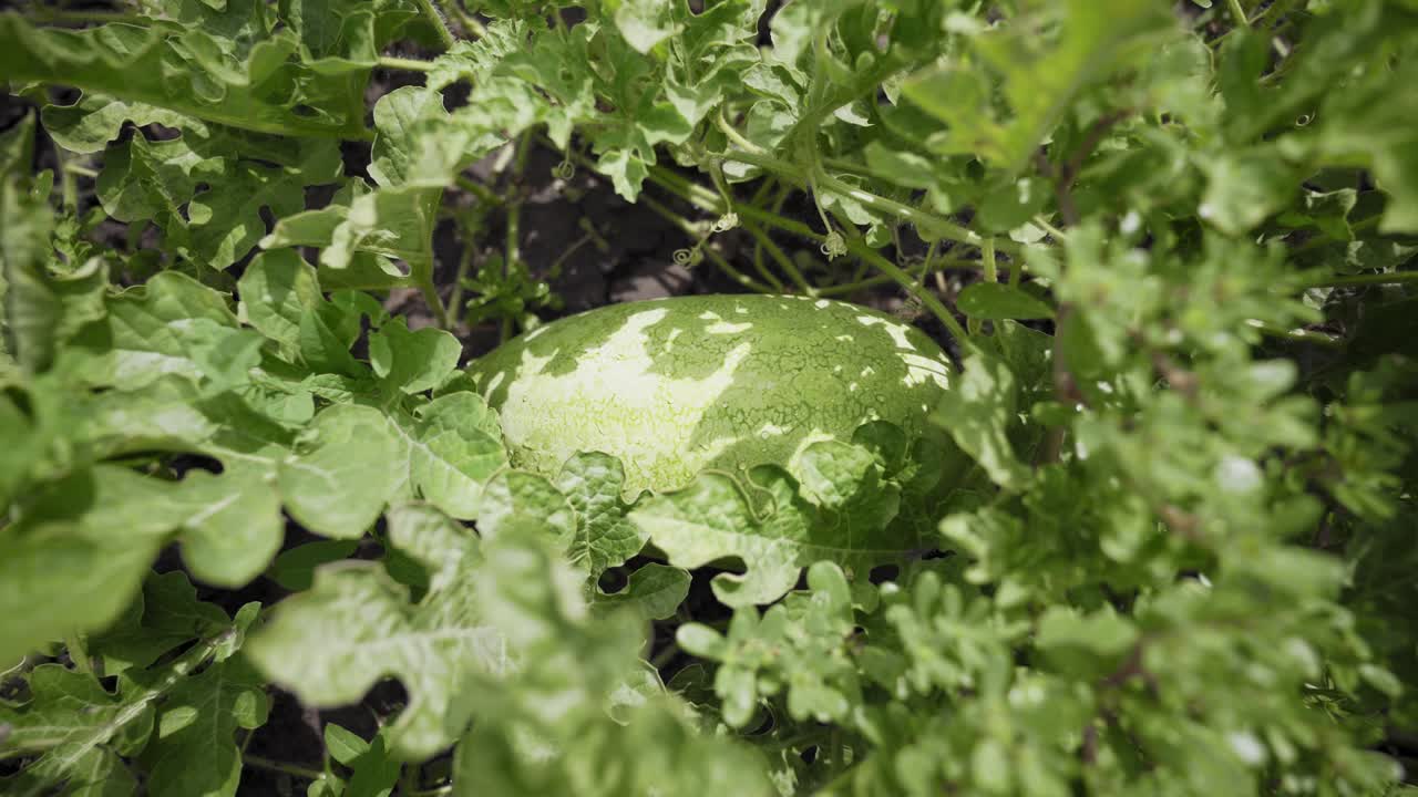 Long watermelon on a plant in the garden. Large ripe berry. Crop of watermelons. Harvest time.