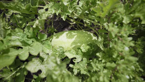 long watermelon on a plant in the garden. large ripe berry. crop of watermelons. harvest time.