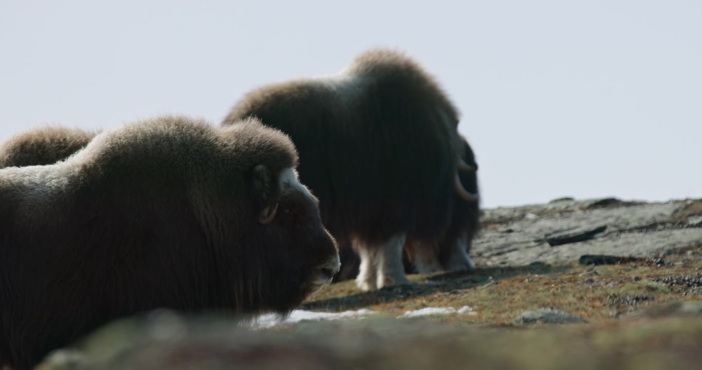 Baggrundsbelyst moskusokseprofil med græssende flokmedlem i Dovrefjell, Norge.