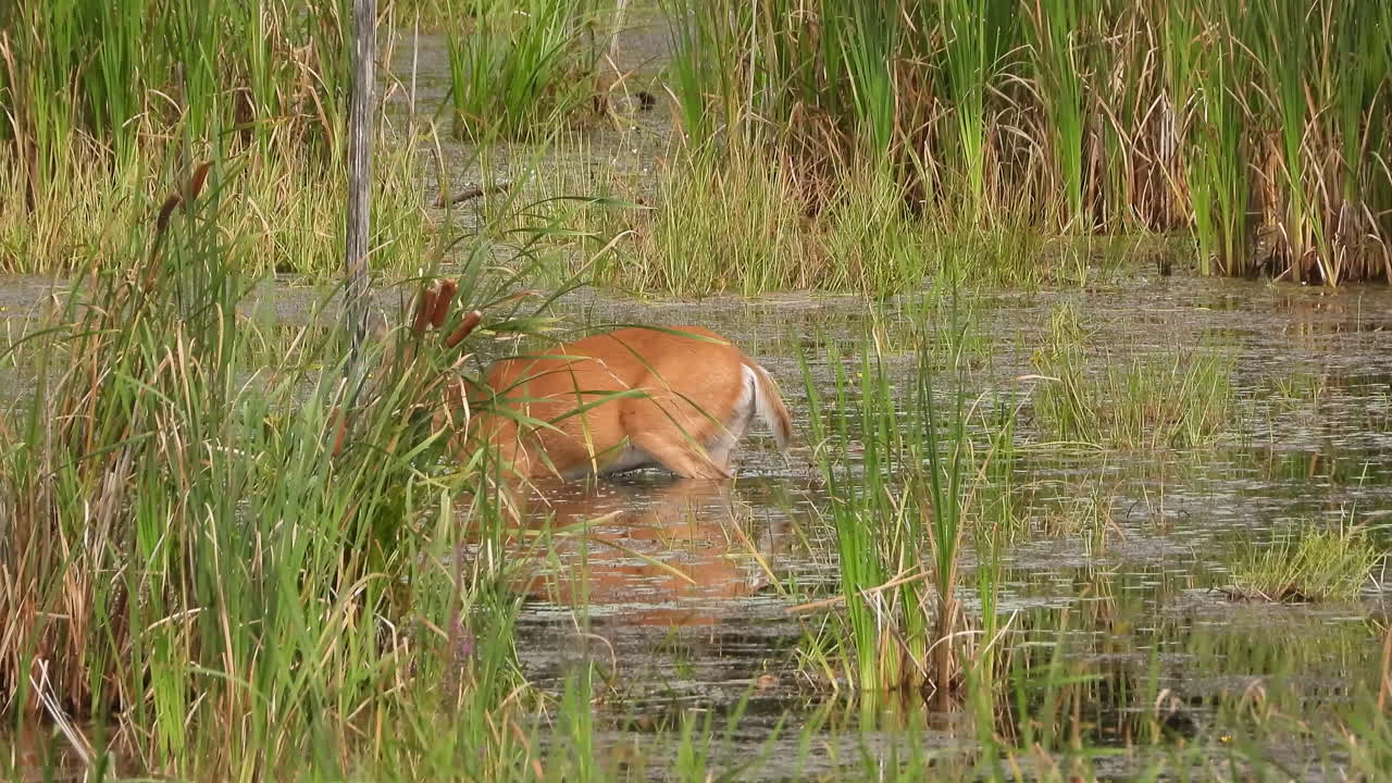 cervatillo joven moviéndose en aguas de humedales y comiendo arbustos verdes y hierba