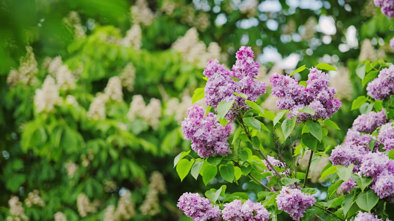 Purple lilacs and white chestnuts bloom vibrantly in a lush Latvian park