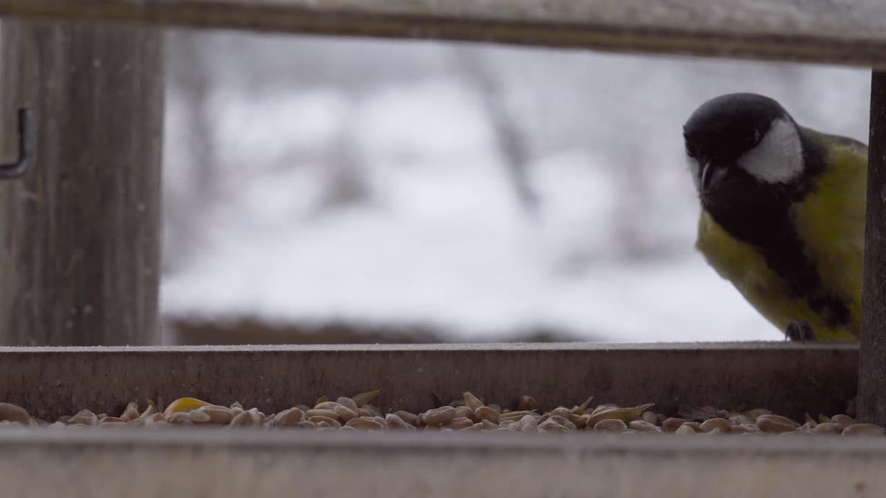 겁에 질린 큰 들은 밖의 나무 먹이집으로 날아가서 곡물 씨을 찾습니다.