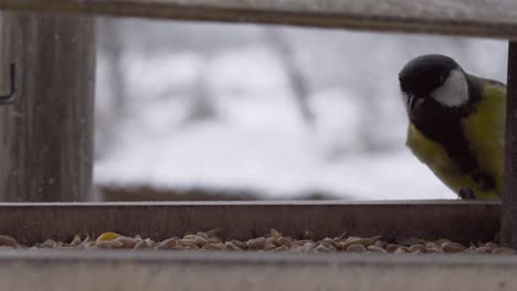 Scared-great-tits-fly-to-outdoor-wooden-feeder-and-look-for-grain-seeds