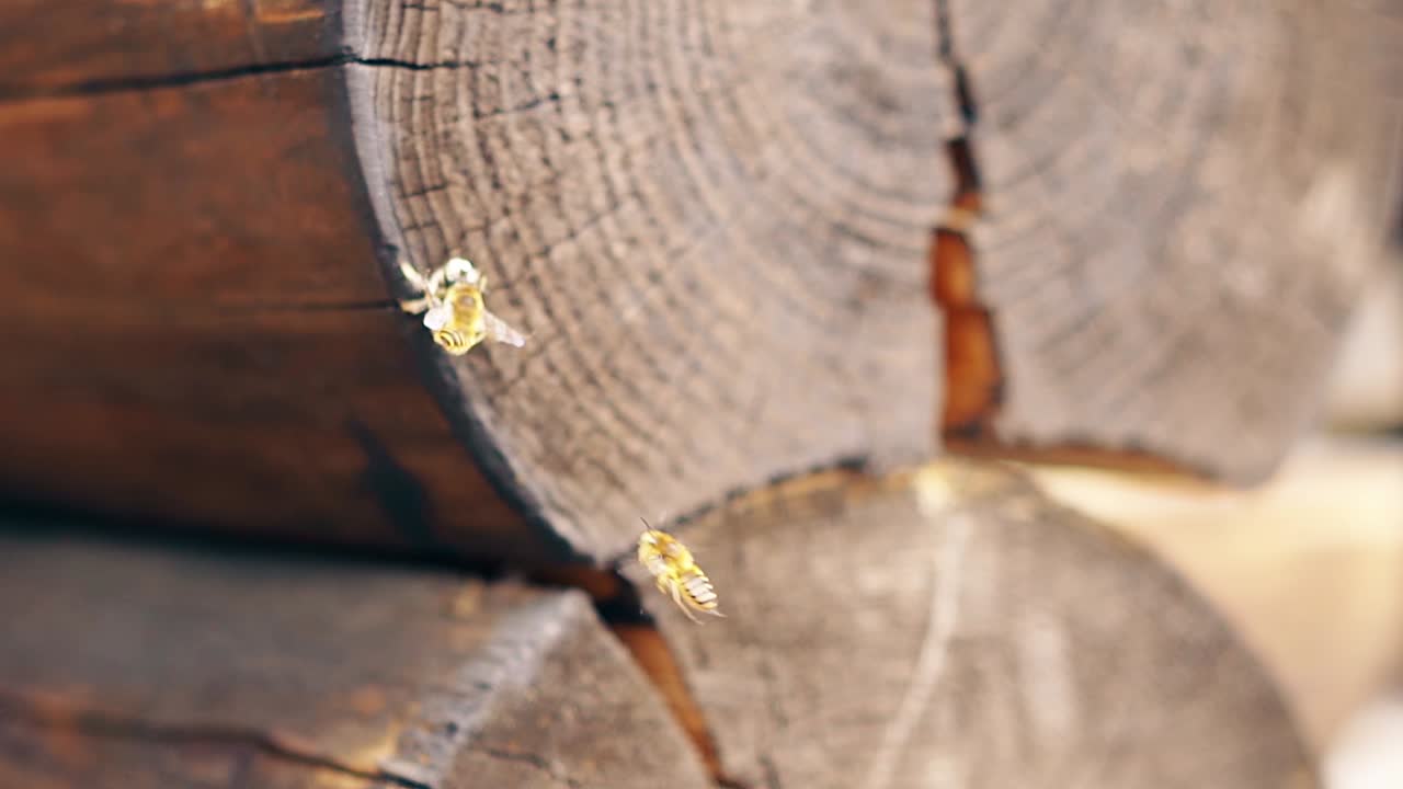 Macro Slow motion Bees fly around the nest near the logs try to mate in turn
