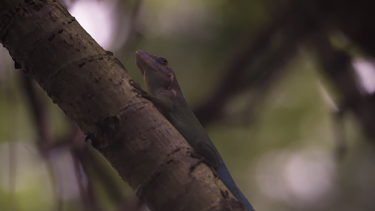 Beautiful gecko on tree branch, close up