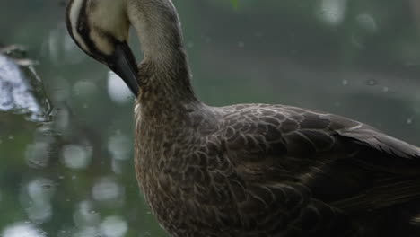 Pato-De-Pico-Oriental-Limpiando-Su-Cuerpo-Cerca-Del-Lago-En-Saitama,-Japón---De-Cerca